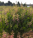 Pink Lemonade False Indigo Baptisia