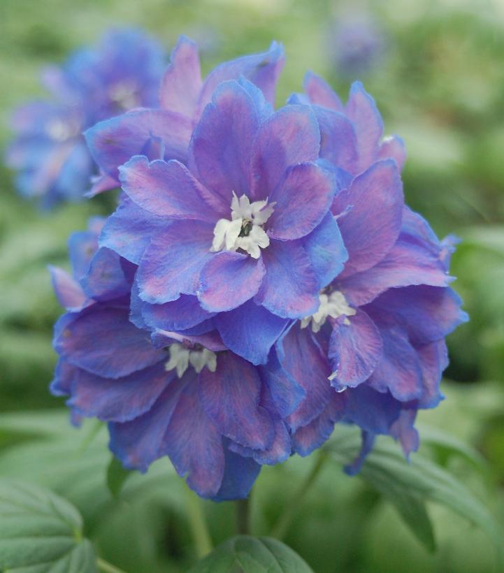 Guardian Blue Delphinium