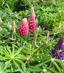 Russell Hybrid Lupine