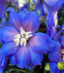 Cobalt Dreams Delphinium