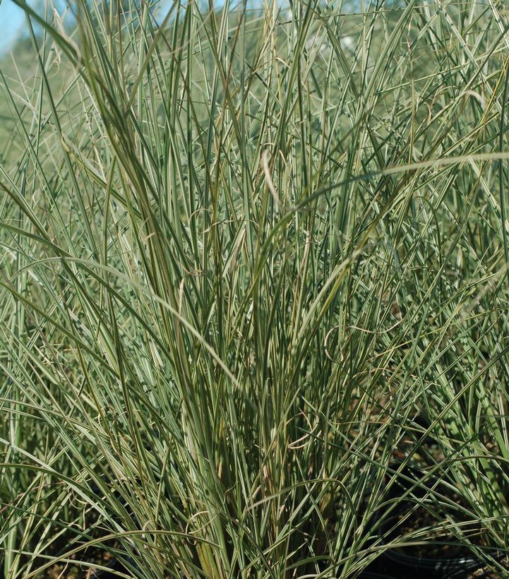 Miscanthus Sinensis Morning Light