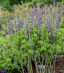 Periwinkle Popsicle False Indigo Baptisia