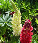 Russell Hybrid Lupine