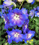 Cobalt Dreams Delphinium