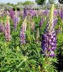 Russell Hybrid Lupine