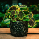 5" Pilea Moon Valley