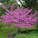 Pink Trim Redbud