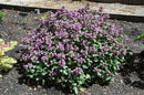 Lamium (Dead Nettle) - Assorted Varieties