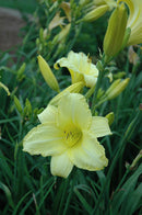 Daylilies