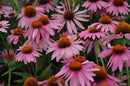 Coneflower (Echinacea) - Assorted Varieties