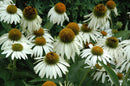 Coneflower (Echinacea) - Assorted Varieties