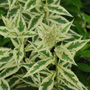 Garden Phlox - Assorted Varieties