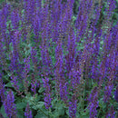 Salvia - Assorted Varieties