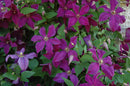 Clematis - Assorted Varieties
