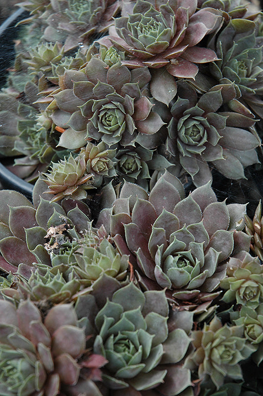 Silverine Hens and Chicks