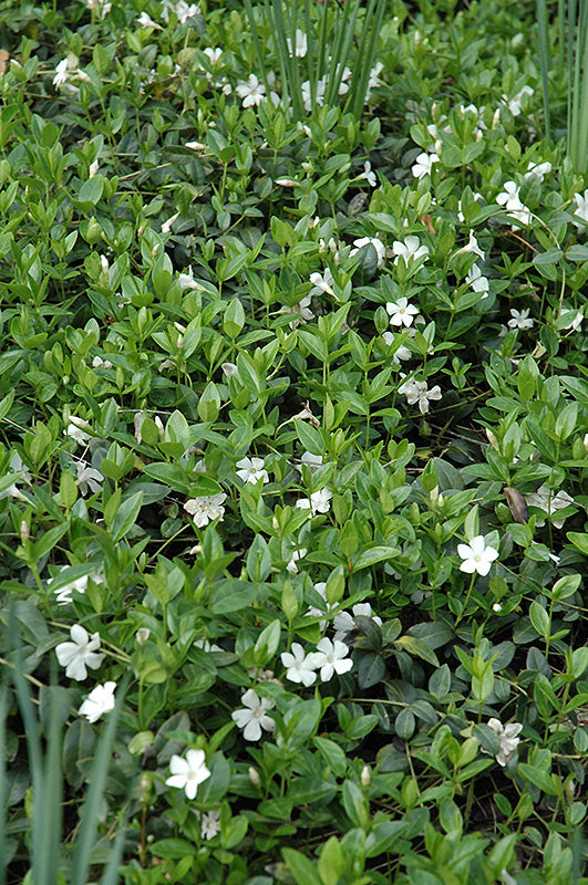 White Periwinkle