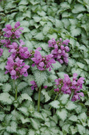 Lamium (Dead Nettle) - Assorted Varieties