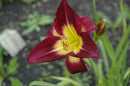 Daylilies
