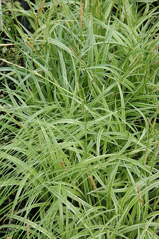 Silver Sceptre Japanese Sedge