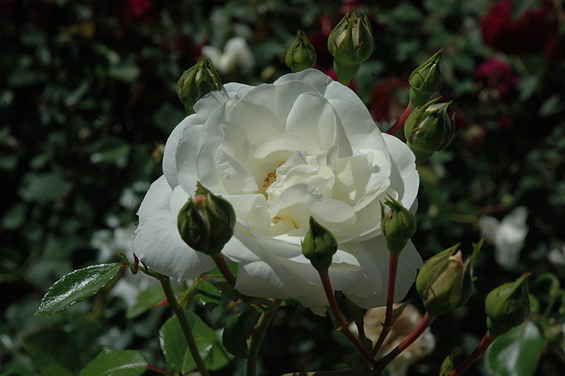 White Dawn Climbing Rose