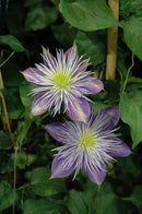 Clematis - Assorted Varieties