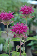 Bee Balm - Assorted Varieties