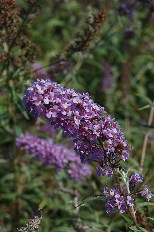Nanho Blue Butterfly Bush