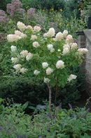 Limelight Hydrangea (Tree Form)
