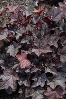 Heuchera (Coral Bells) - Assorted Varieties