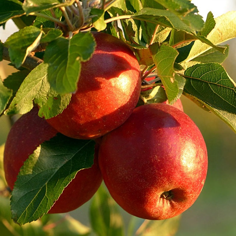 Braeburn Semi Dwarf Apple