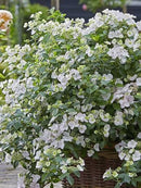 Fairytrail Bride® Hydrangea (HYDRANGEA X. FAIRYTRAIL BRIDE) - QT