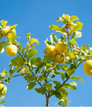 Meyer Lemon (Citrus x limon 'Meyer') - 3 gallon SHRUB