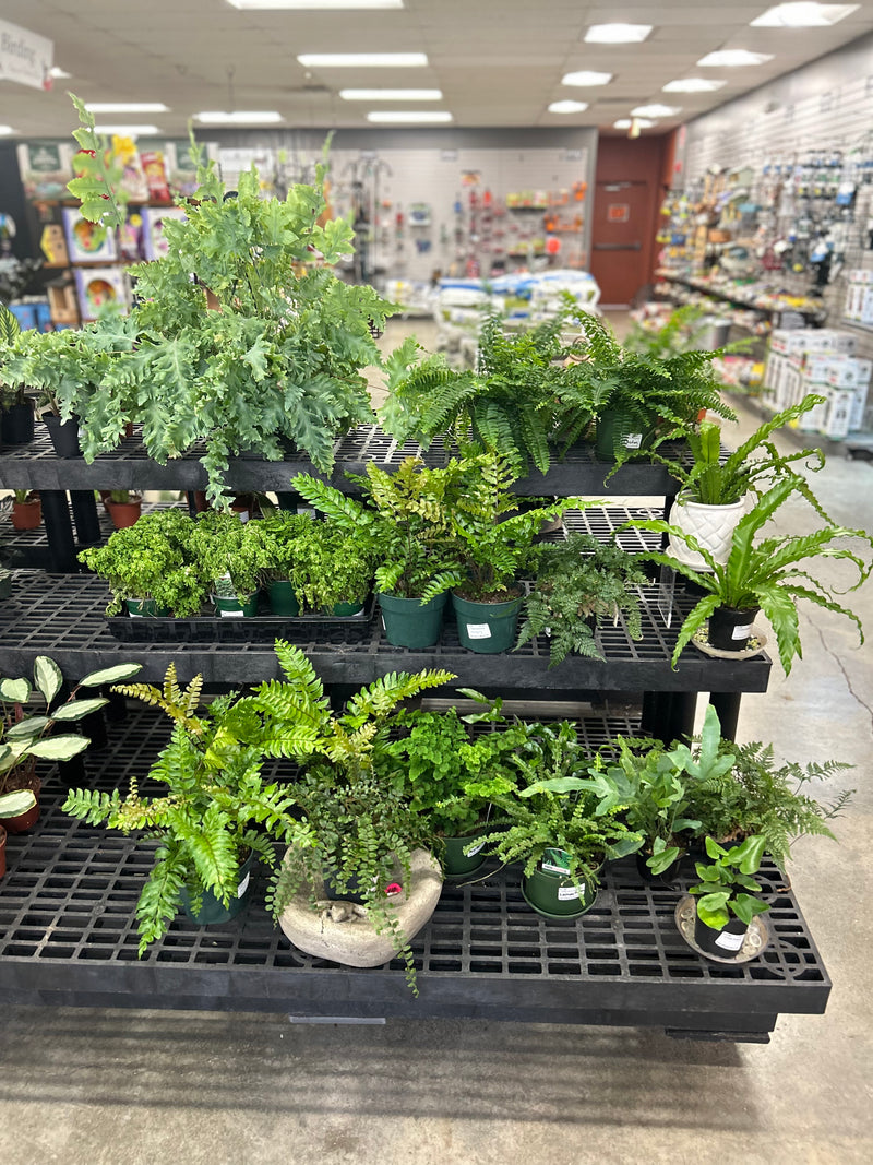 Assorted Ferns starting at