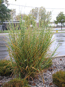 Porcupine Maiden Grass
