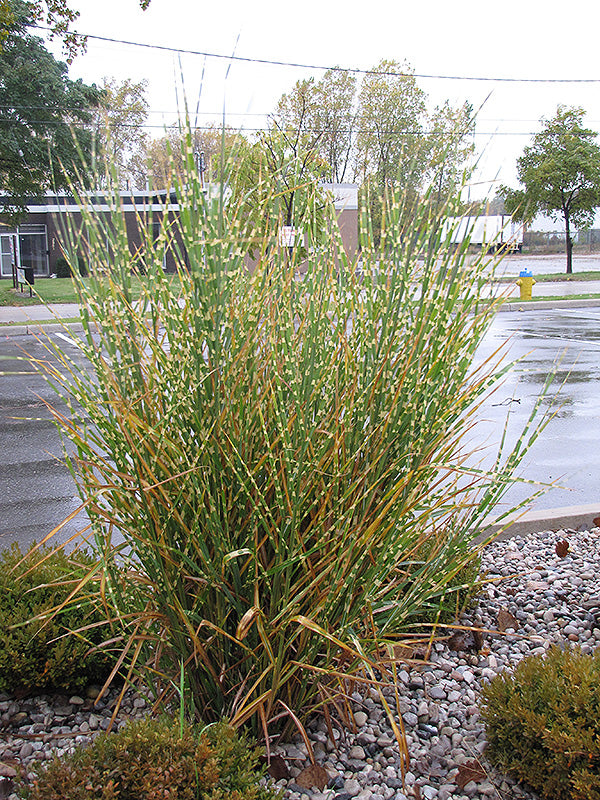 Porcupine Maiden Grass