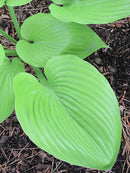Hosta - Assorted Varieties
