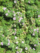 Creeping Thyme - Assorted Varieties