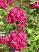 Garden Phlox - Assorted Varieties