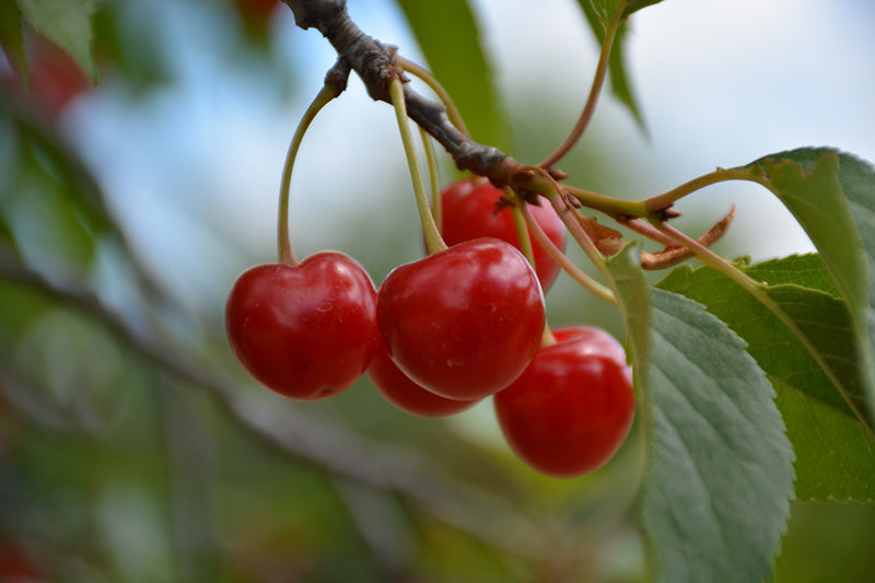 Montmorency Cherry Tree