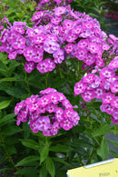 Garden Phlox - Assorted Varieties