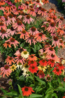 Coneflower (Echinacea) - Assorted Varieties