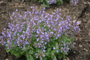 Catmint Nepeta - Assorted Varieties