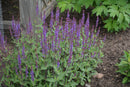 Salvia - Assorted Varieties