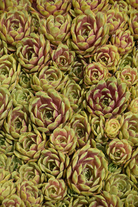Ruby Heart Hens and Chicks