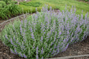 Catmint Nepeta - Assorted Varieties