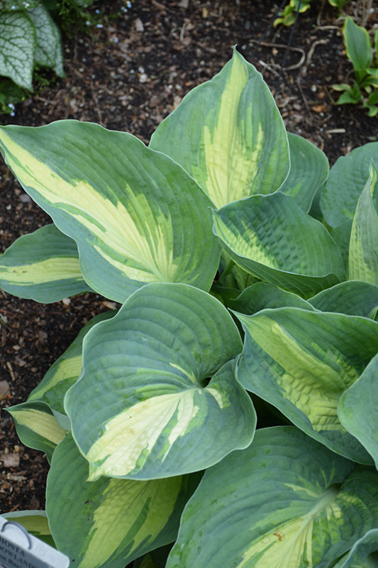 Hudson Bay Hosta