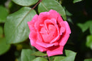 Pink Double Knockout Rose
