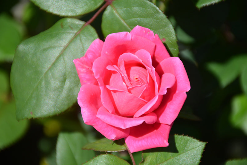 Pink Double Knockout Rose