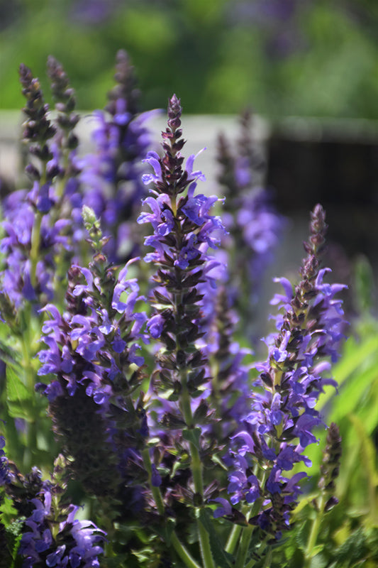 Salvia - Assorted Varieties