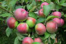 McIntosh Apple Tree